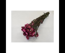 cp helichrysum donker roze naturel 1/2