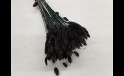 cp lagurus ovatus zwart (ca.50 g)