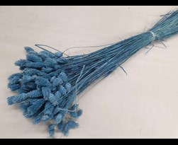 cp phalaris parisian blue (ca.50 g)