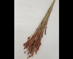 cp thatch reeds naturel (ca. 75 g)
