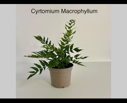 cyrtomium macrophyllum