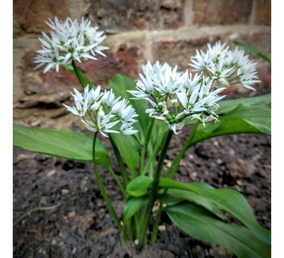 Bio Daslook allium Ursinum Tuincentrum Pelckmans bio-daslook-allium-ursinum-tuincentrum-pelckmans