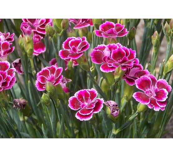 dianthus-caryophyllus-pink-kisses-