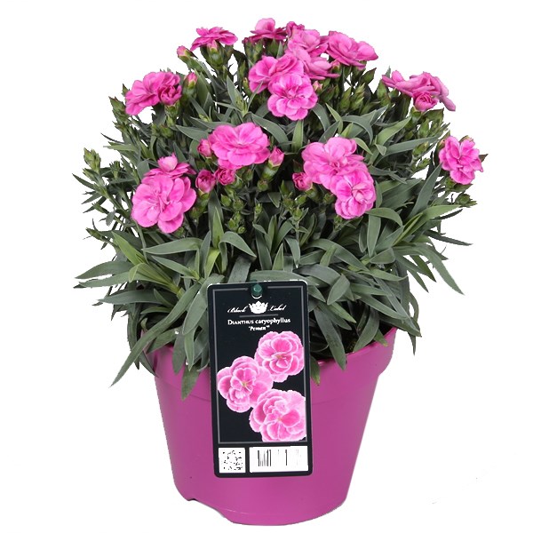dianthus ‘peman’® - Tuincentrum Pelckmans