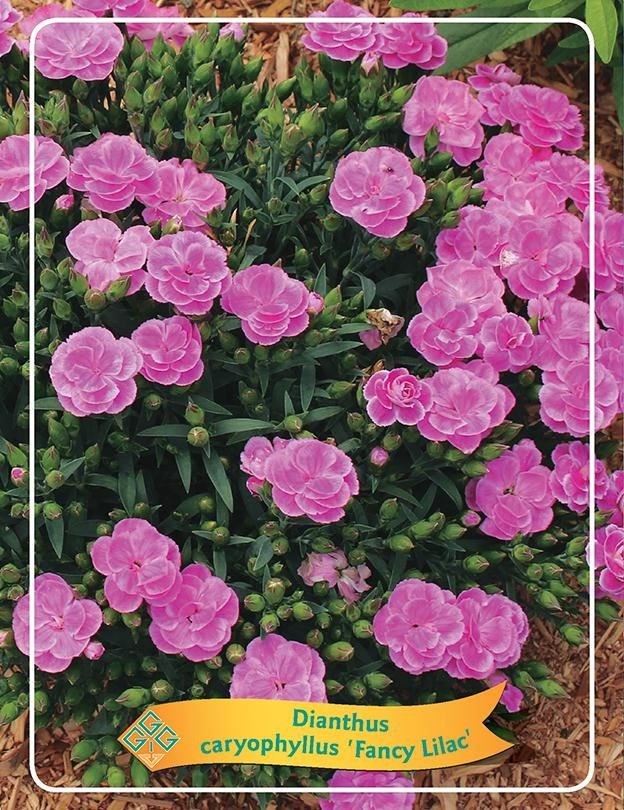 dianthus ‘peman fancy lilac’ - Tuincentrum Pelckmans