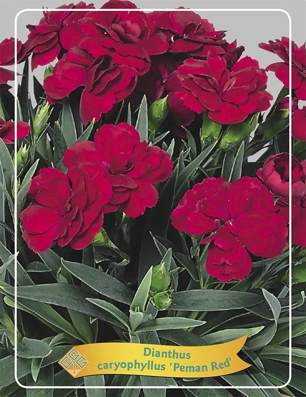 dianthus ‘peman red’ - Tuincentrum Pelckmans