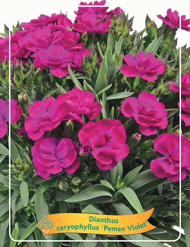 dianthus ‘peman violet’ - Tuincentrum Pelckmans