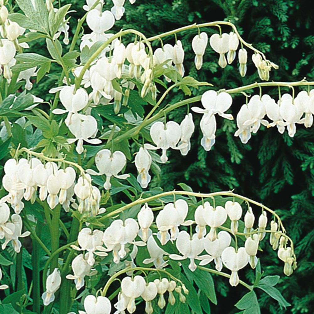 dicentra spectabilis 'alba' Tuincentrum Pelckmans
