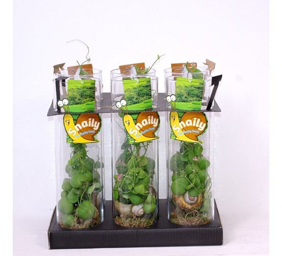 Dischidia Pectenoides Fitted In Snail Shell Ant Plant Beginner Friendly Houseplant 30 Cm Dischidia Pectenoides Fitted In Snail Shell Ant Plant Beginner Friendly Houseplant 30 Cm