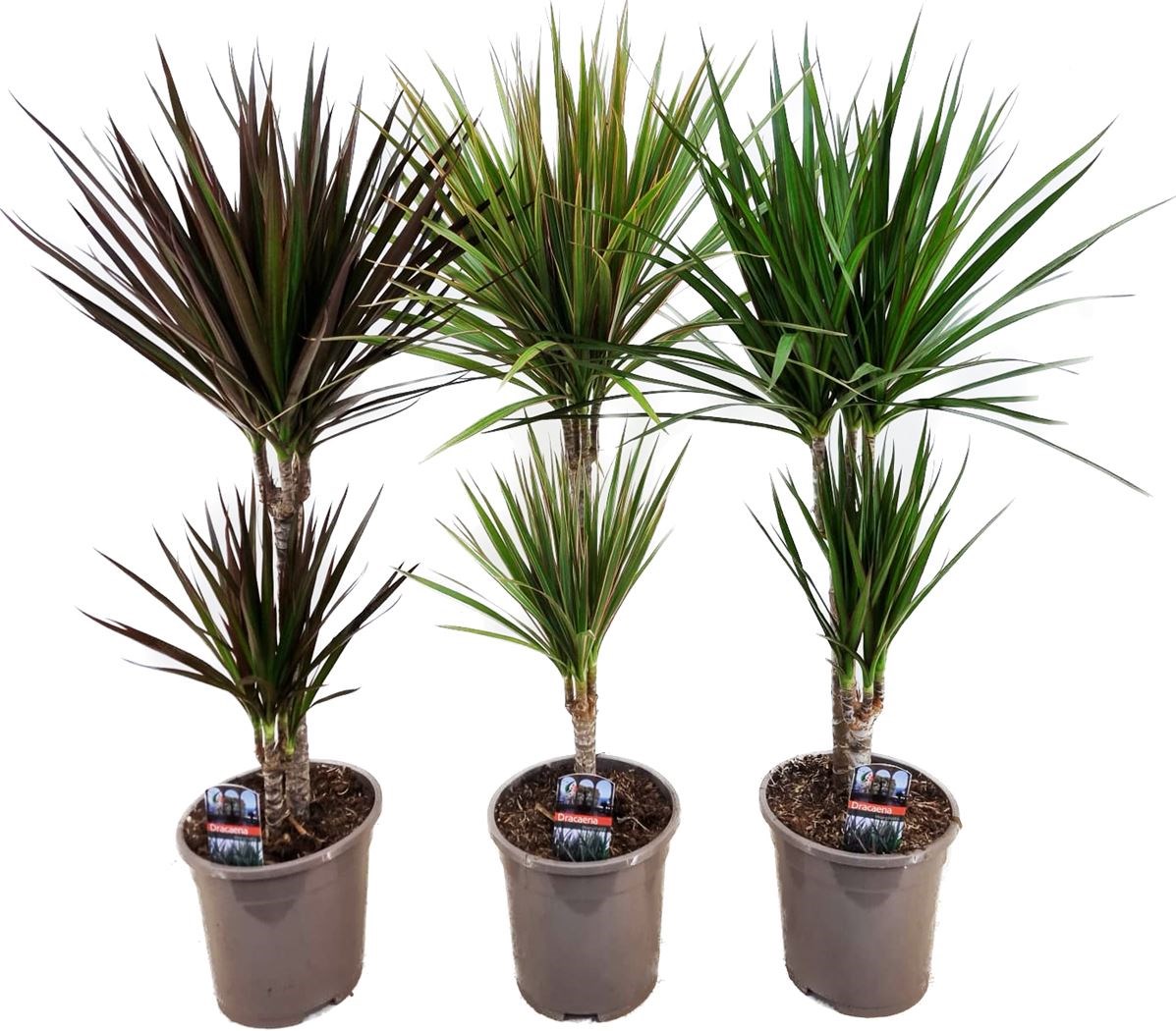dracaena marginata in soorten