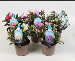 dwergrhododendron 
