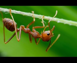 ecostyle aaltjes tegen mieren