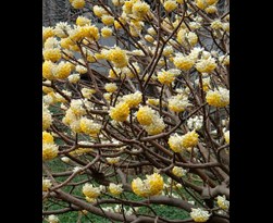 edgeworthia chrysantha 