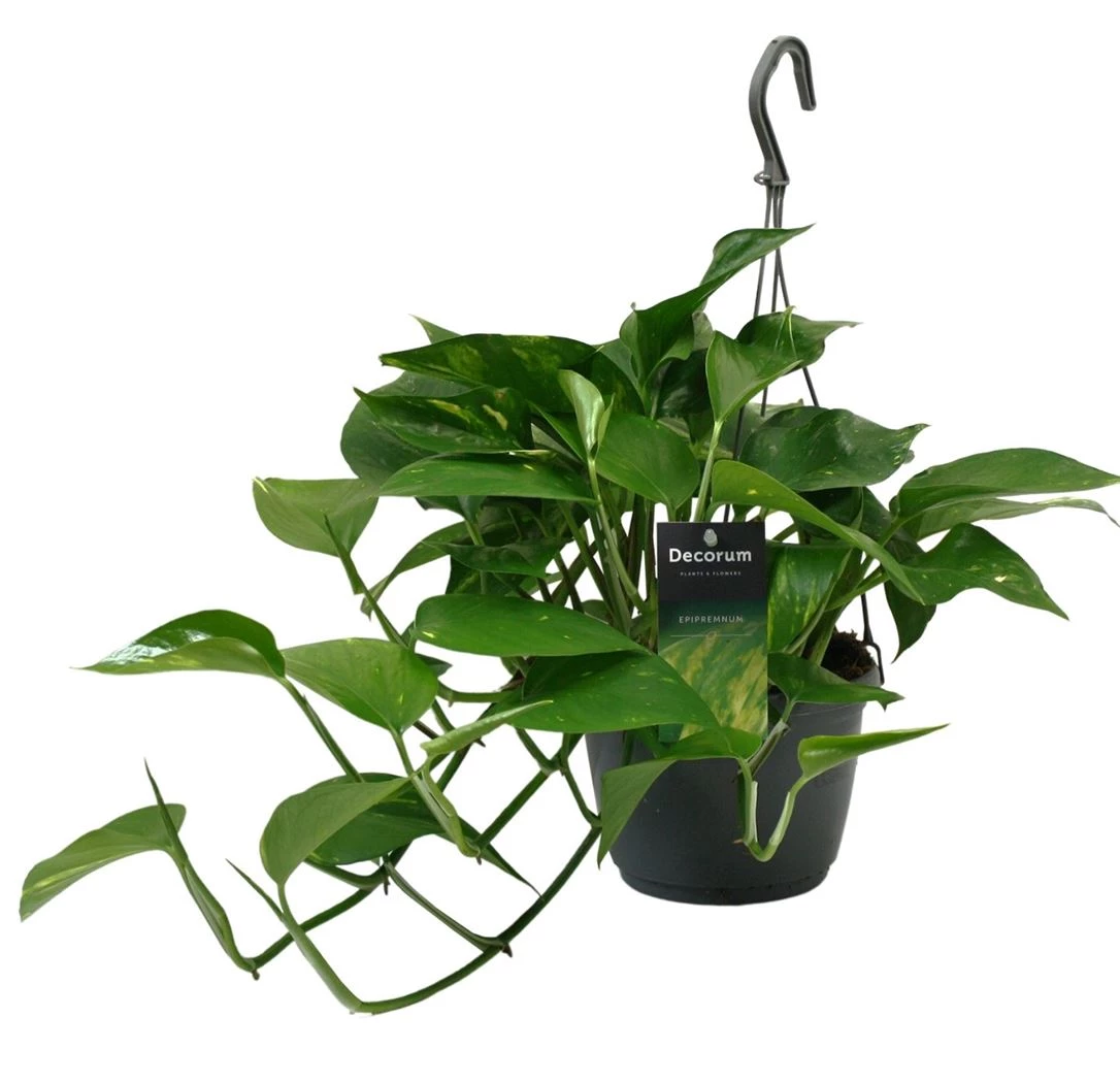 epipremnum pinnatum Tuincentrum Pelckmans