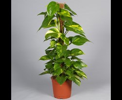 epipremnum pinnatum mosstok 80cm