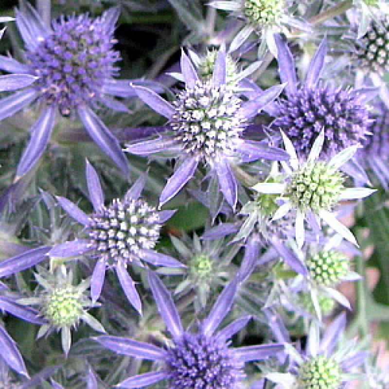 eryngium planum 'blue hobbit' Tuincentrum Pelckmans