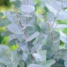 eucalyptus-gunnii