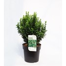 euonymus-japonicus-green-spire-