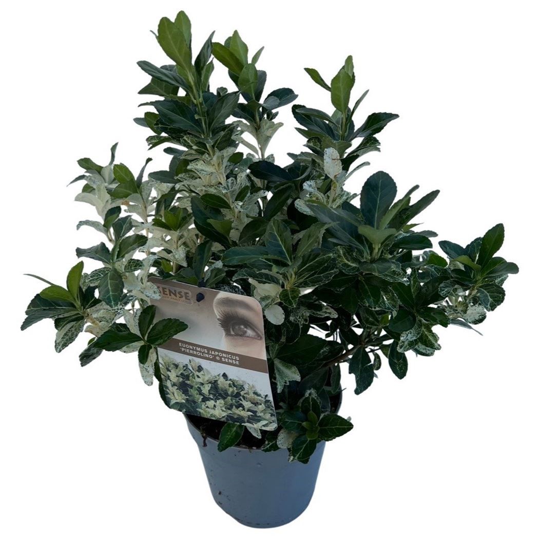 daniela plant Ficus Daniella  Fragrance Plants and Flowers