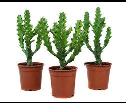 Green Boutiq Euphorbia Eritrea - Afrikaanse Melkboom Green Boutiq Euphorbia Eritrea - Afrikaanse Melkboom