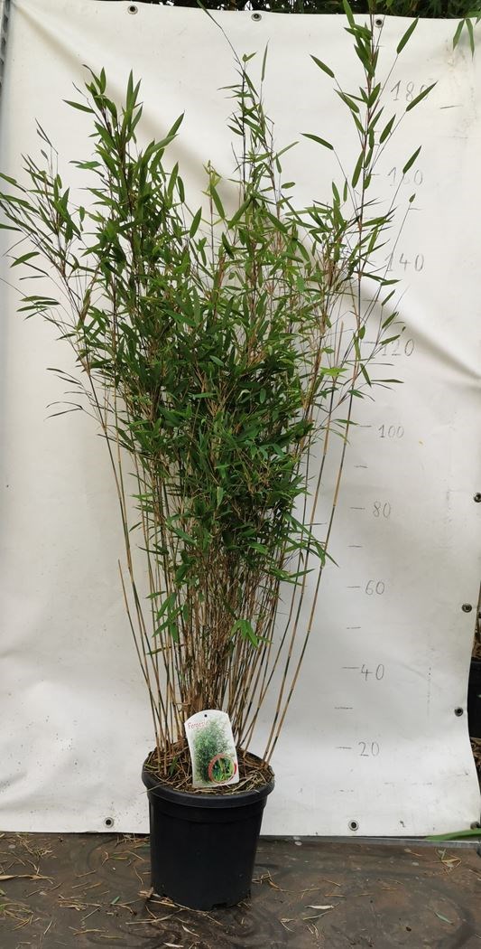 fargesia nitida 'gansu' - Tuincentrum Pelckmans