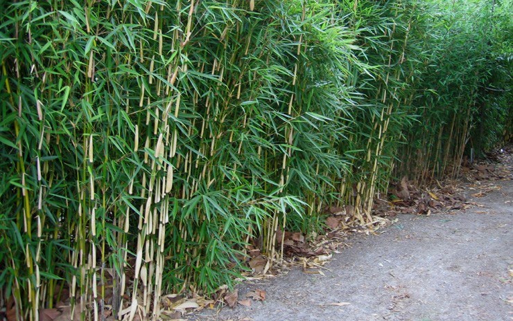 hedera pflanze zimmerpflanze Kaufen Sie jetzt Zimmerpflanze Efeu Hedera 'Eva' - Hängepflanze main image 0