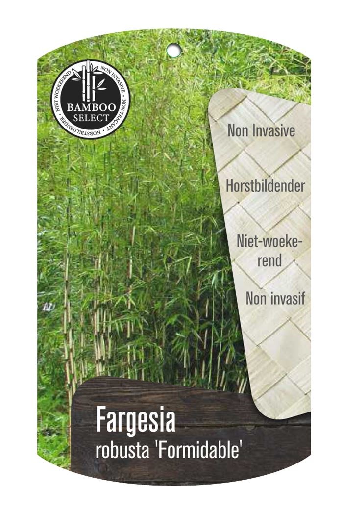 fototapete farn Fototapete Botanisches Farn Muster | Premium-Vlies (180g/m) | einfach  anzubringen | individuell anpassbar