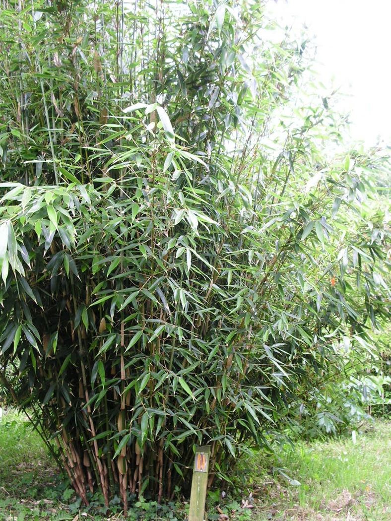 fargesia robusta 'wolong' - Tuincentrum Pelckmans