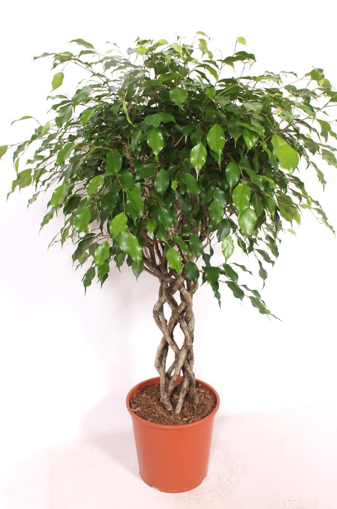 ficus benjamina 'exotica' gevlochten stam - Tuincentrum Pelckmans
