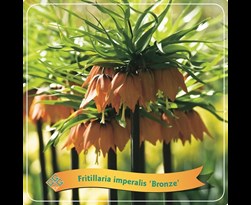 fritillaria imperialis 