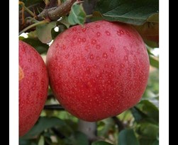 fruitboom appel 