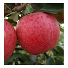 fruitboom-appel-gala-