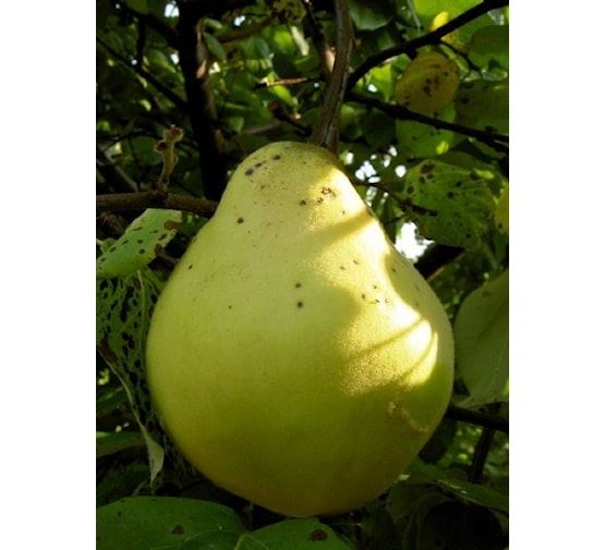 fruitboom-kweepeer-vranja-