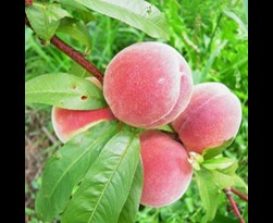 fruitboom perzik 