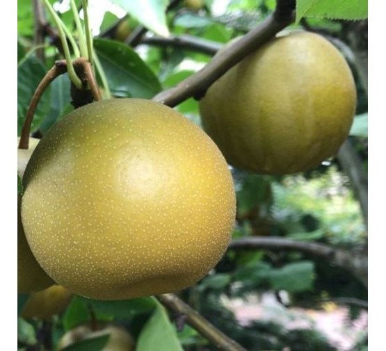 fruitboom-pyrus-pyrifolia-hosui-