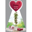 fruitboom-zuilkers-sylvia-