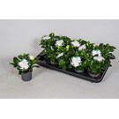 gardenia-jasminoides-5