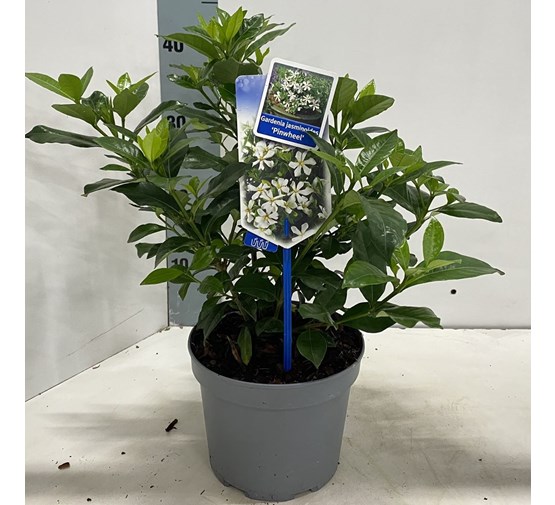 gardenia-jasminoides-pinwheel-