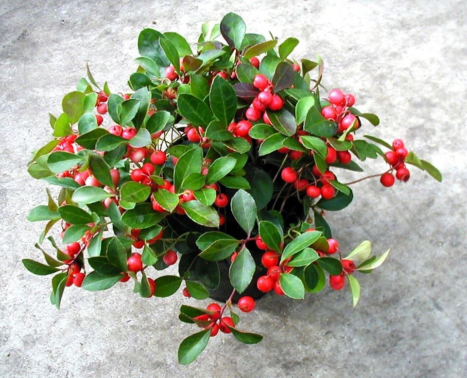 Gaultheria Procumbens big Berry Tuincentrum Pelckmans