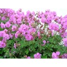 geranium-cantabrigiense-cambridge-