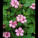 geranium-endressii-wargrave-pink
