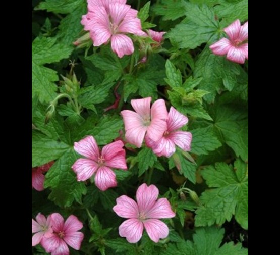 geranium-endressii-wargrave-pink