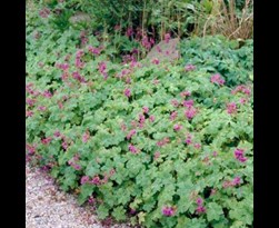geranium macrorrhizum 