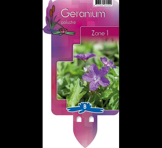 geranium-palustre