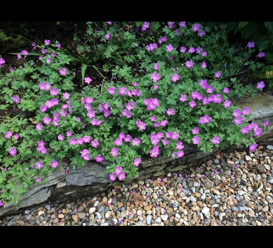 geranium-riversleaianum-x-mavis-simpson