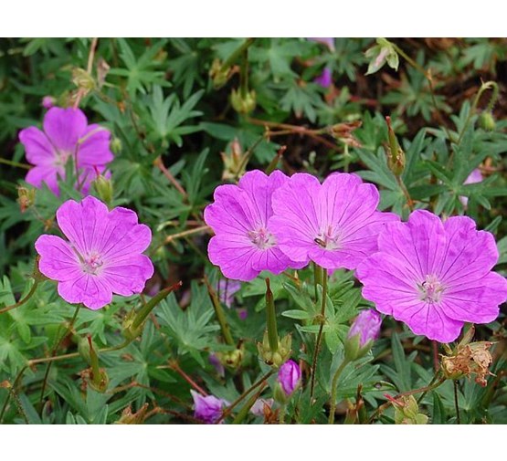 Geranium Avimore geranium sanguineum 'aviemore' - Tuincentrum Pelckmans