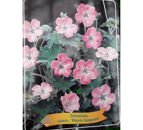 geranium-sanguineum-mavis-simpson-