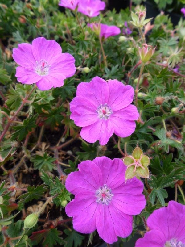 geranium sanguineum 'max frei' Tuincentrum Pelckmans