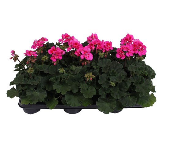 geranium tweekleurig rose splash - Tuincentrum Pelckmans