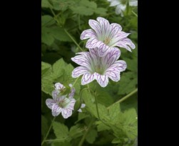 geranium versicolor